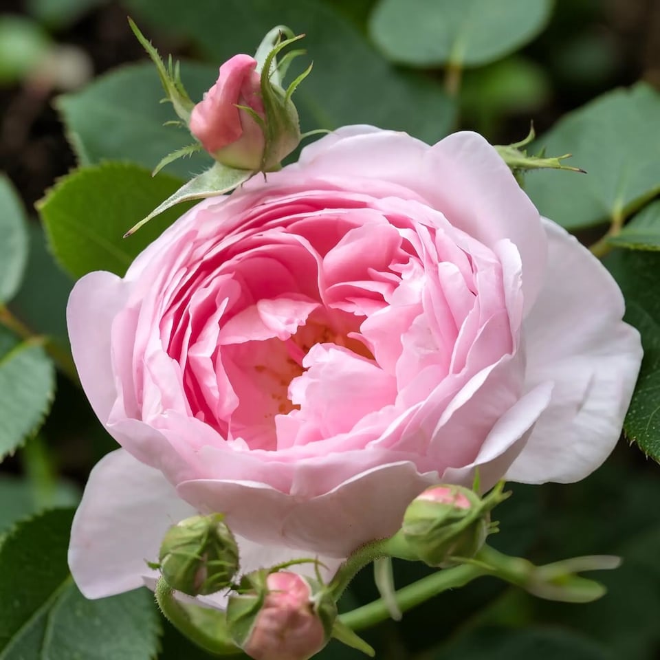 image 1 of Carbeth Plants Pearl Wedding Rose Bush Gift Wrapped - 30th Wedding Anniversary Plant