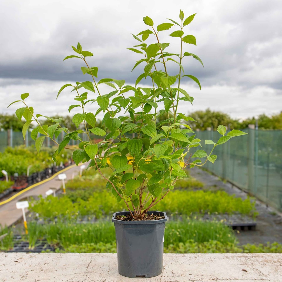 image 1 of Marshalls Garden Philadelphus Virginal Fragrant White Double-Flowering Shrub 3 x 9cm