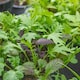 image 8 of Marshalls Garden Oriental Mustard Mix Seeds | Multi | Green, Purple | Seeds