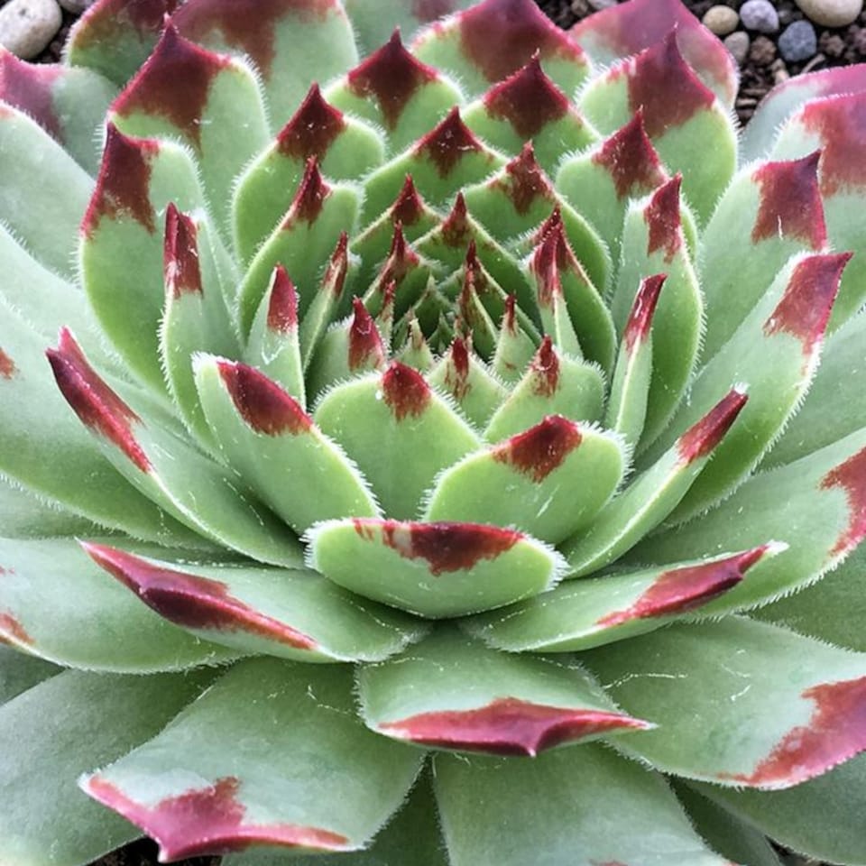 image 1 of Carbeth Plants 2 x Sempervivum Chick Charms Mint Marvel in 12cm Pot - Hardy Succulent Outdoor Plant