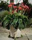 image 2 of Sleeping Gnome Plant Pot Feet - Set of 3 | Green
