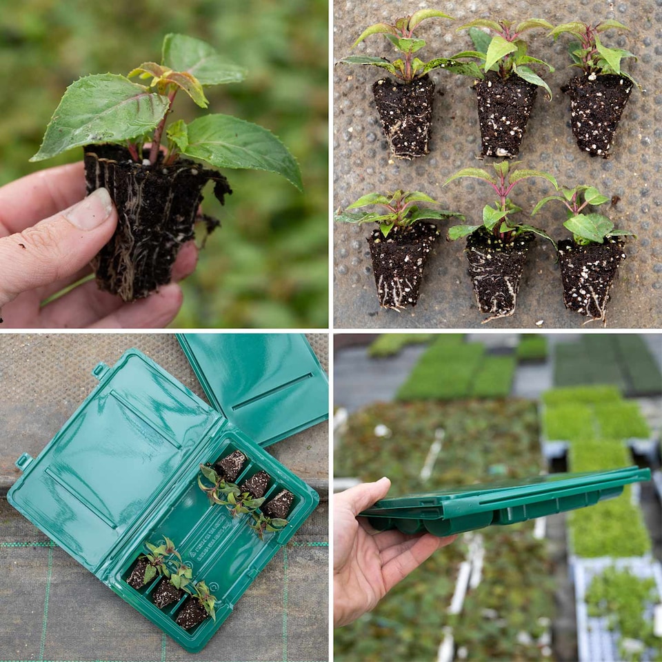 image 1 of Marshalls Garden Fuchsia 'Southern Belles Deep Purple' 12 plug plants