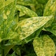 image 6 of Marshalls Garden Aucuba Japonica 'Golden Girl' - 3 x 9cm plants | Green | Gold and green-variegated | 3 x 9cm Plants