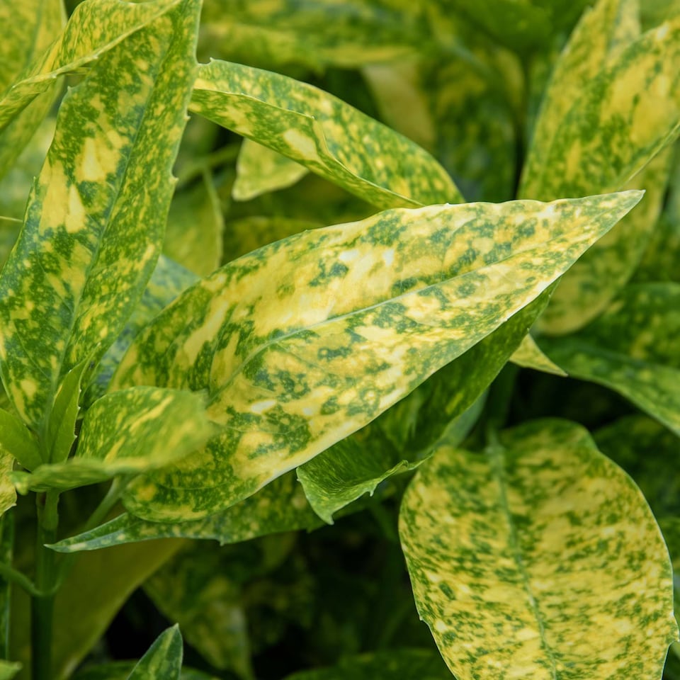 image 1 of Marshalls Garden Aucuba Japonica 'Golden Girl' - 3 x 9cm plants | Green | Gold and green-variegated | 3 x 9cm Plants