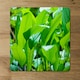 image 2 of Green leaf background abstract of nature (Placemat & Coaster Set)