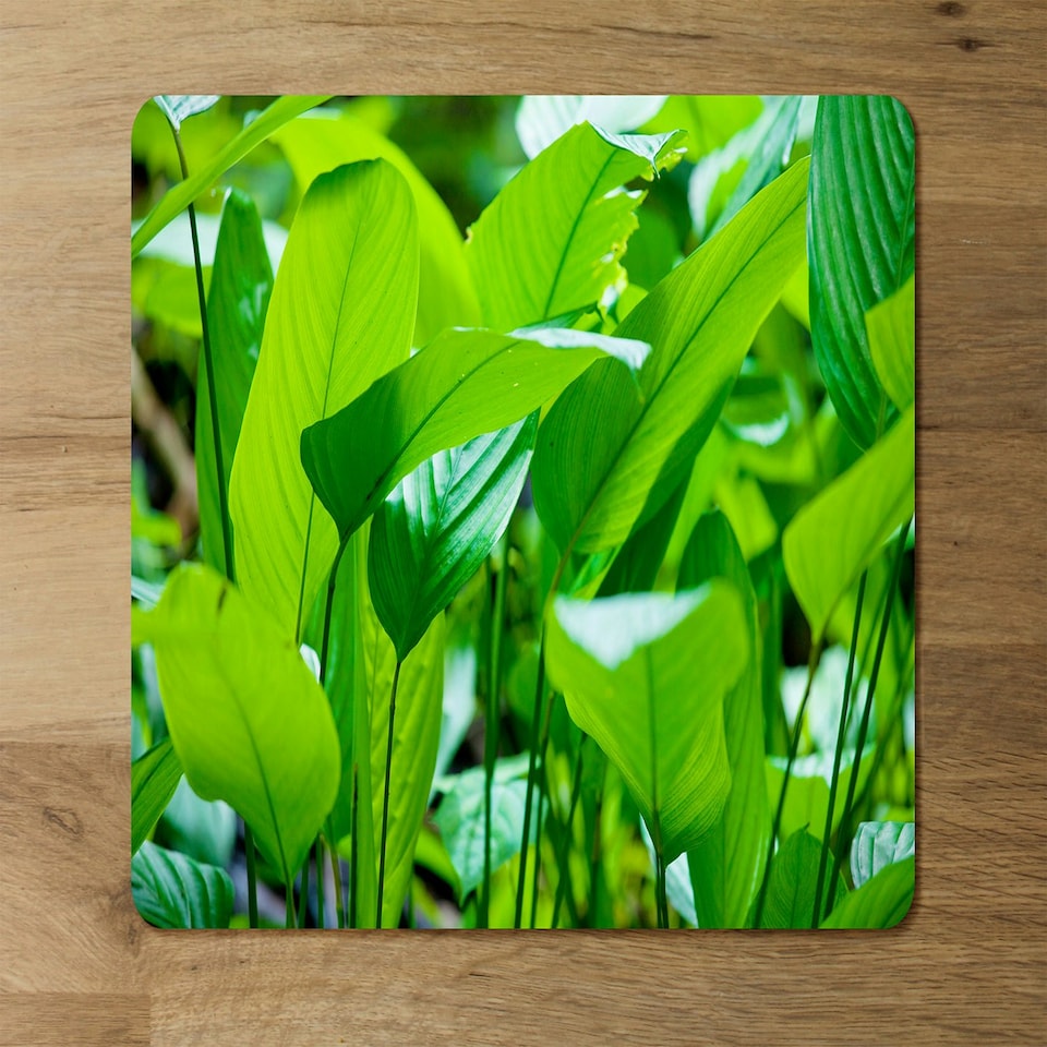 image 1 of Green leaf background abstract of nature (Placemat & Coaster Set)