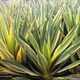 image 2 of Carbeth Plants 2 x Yucca Filamentosa Colour Guard in 9cm Pot - Variegated Needle Palm