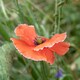image 7 of Natures Haven Easy Wildflower Seed Mix, Pollinator-Friendly with Added Fertiliser 1.2kg box