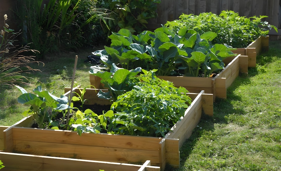 image 1 of 200L Chamberlain Garden Wooden Raised Grow Bed  100cm x 100cm