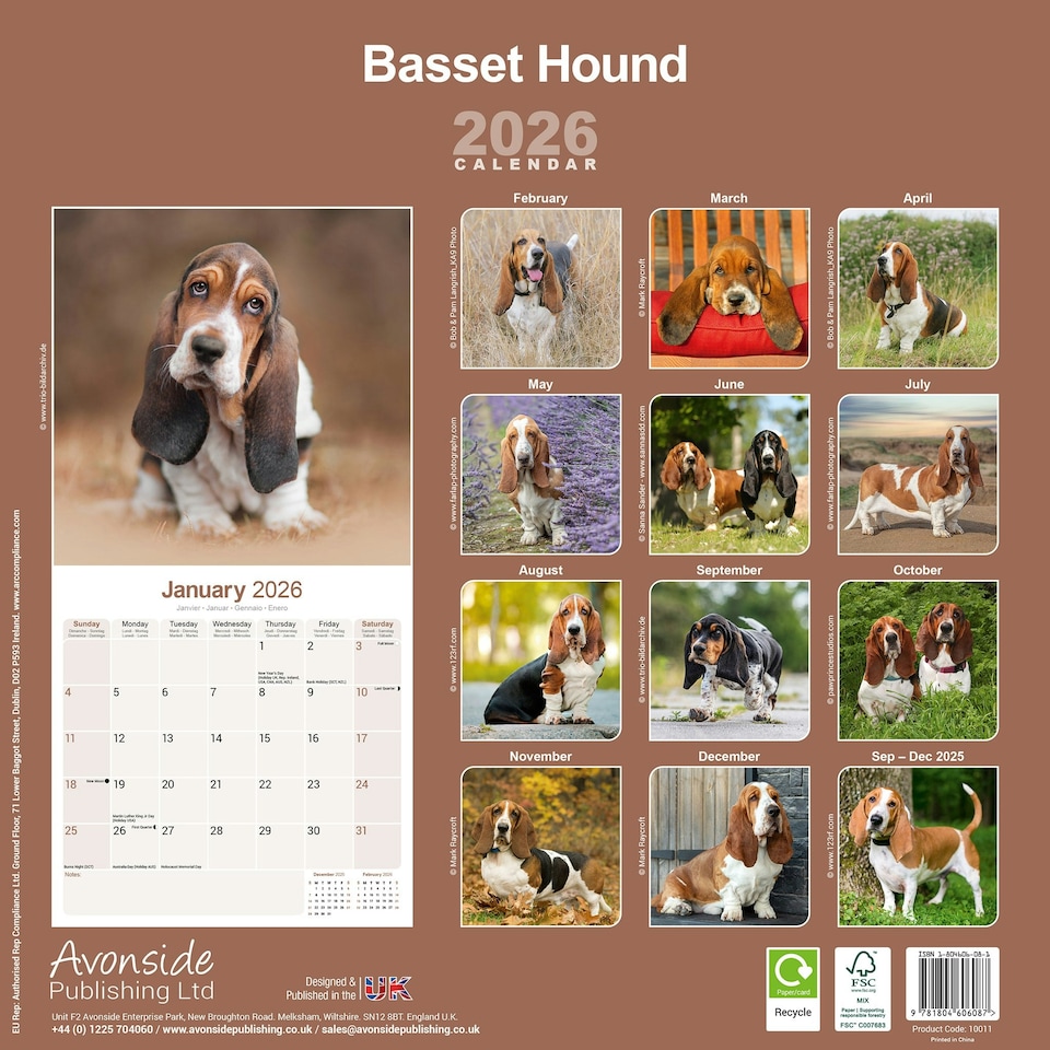 image 1 of Basset Hound 2026 Calendar | Square Wall Calendar | Dog Breed Gift | Plastic Free Packaging | by Avonside Publishing