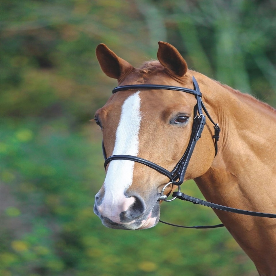 image 1 of Shires Aviemore Raised Cavesson Bridle Black | Black | Size: Full
Colour: Black