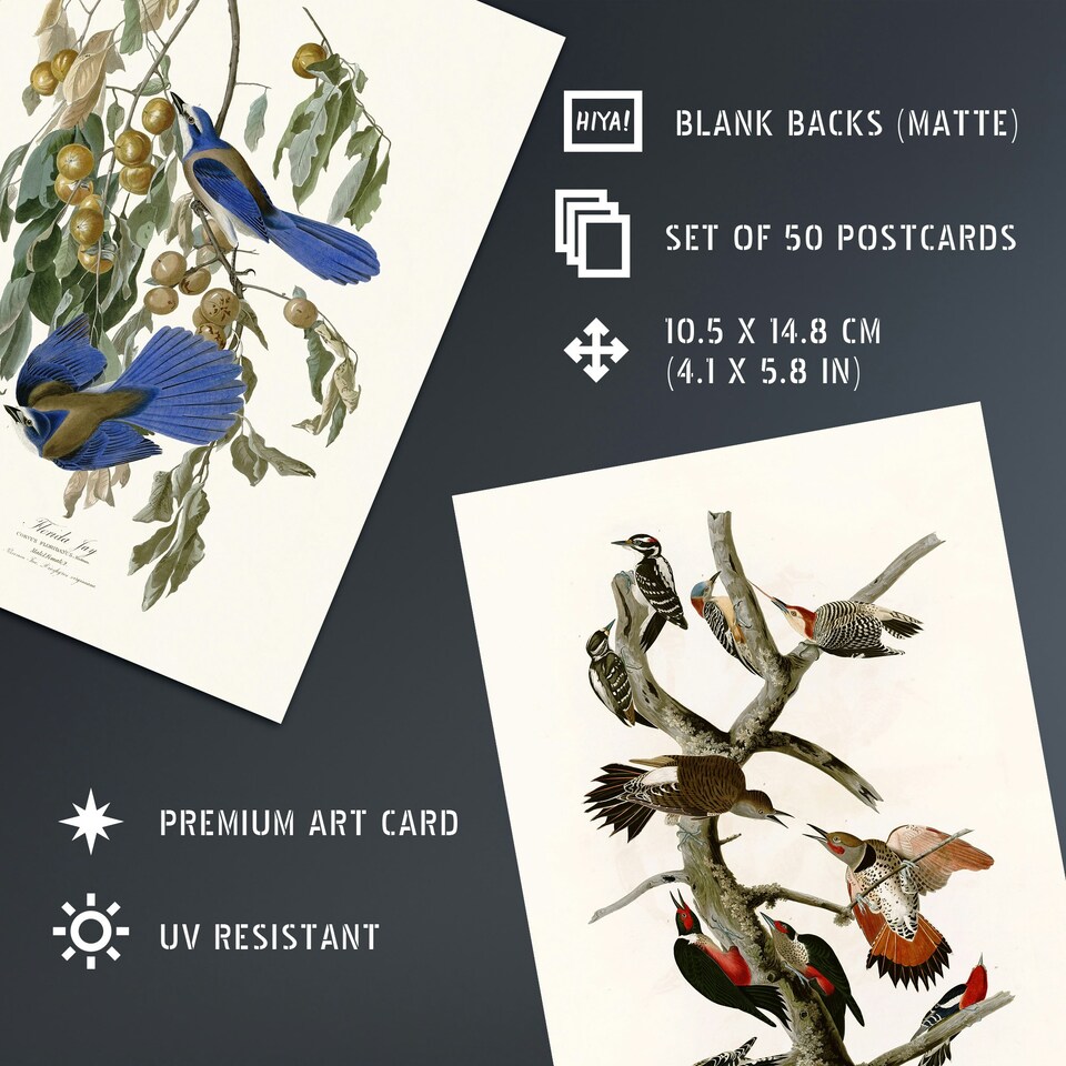 image 1 of John Audubon Birds of America Illustrations A6 Art Set of 50 Unframed Prints | Multi
