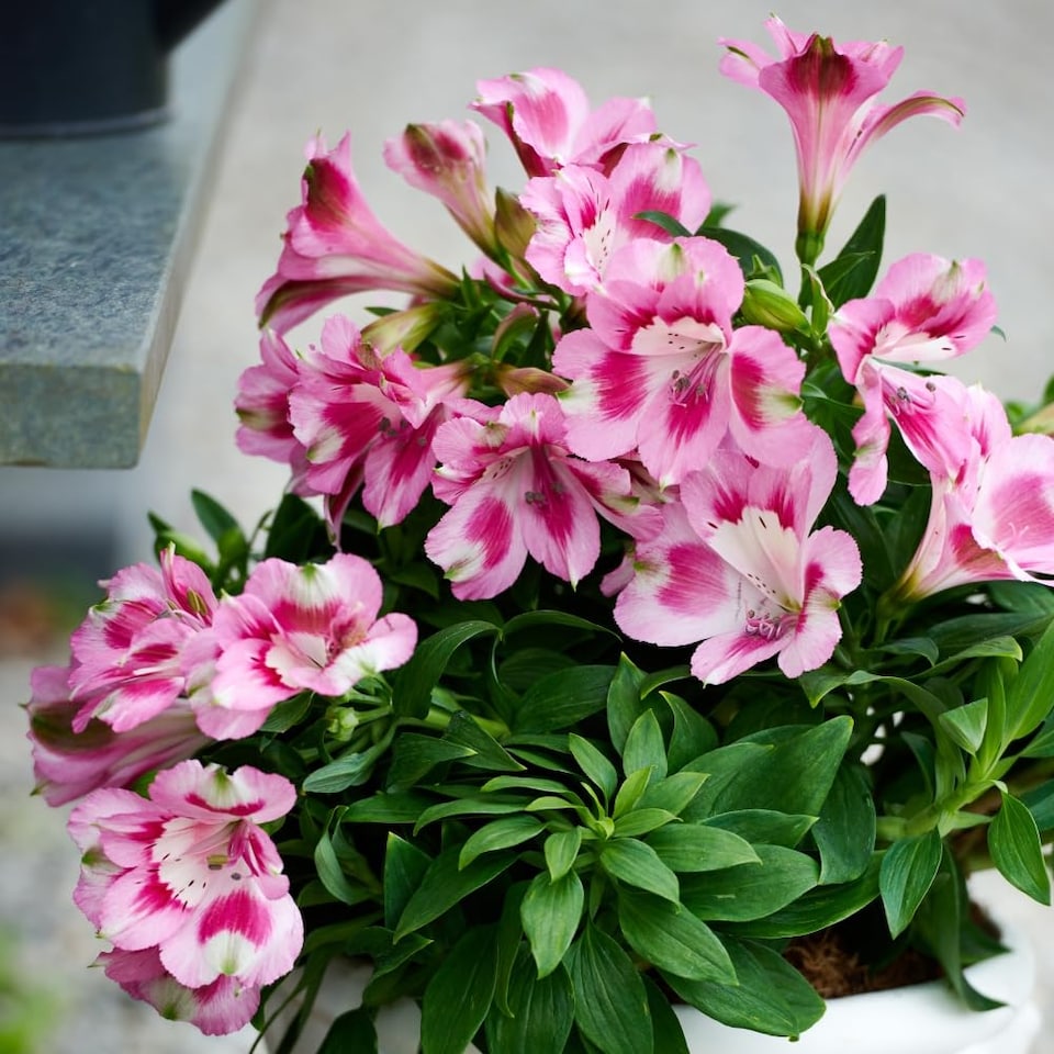 image 1 of Alstroemeria Hula - Compact Pink & White Blooms Long-Flowering Heat-Tolerant Patio Plant Jumbo Plug