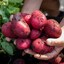 Red-skinned tubers with yellow flesh