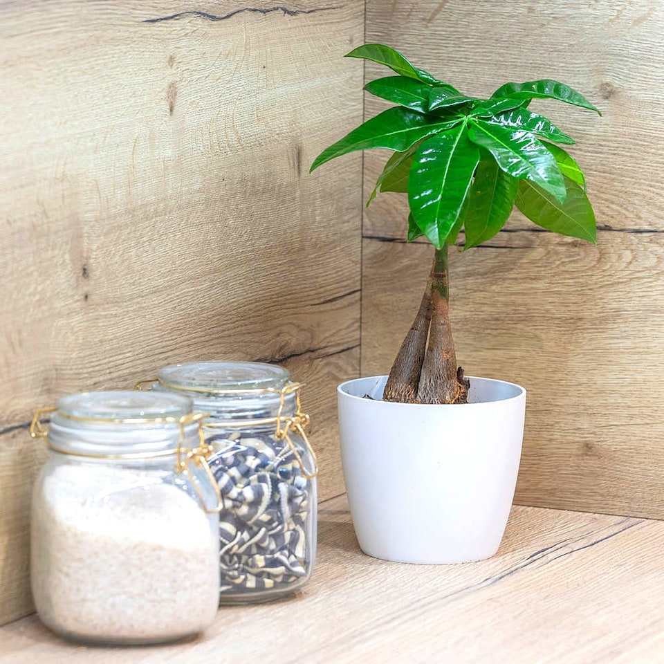 image 1 of YouGarden Pachira Aquatica 'Money Tree', Established Plant in 12cm Pot, Ready to Plant, Evergreen Air Purifying Plants