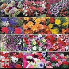 Garden Ready Summer Favourites Collection 12 x Garden Ready Plants Plants