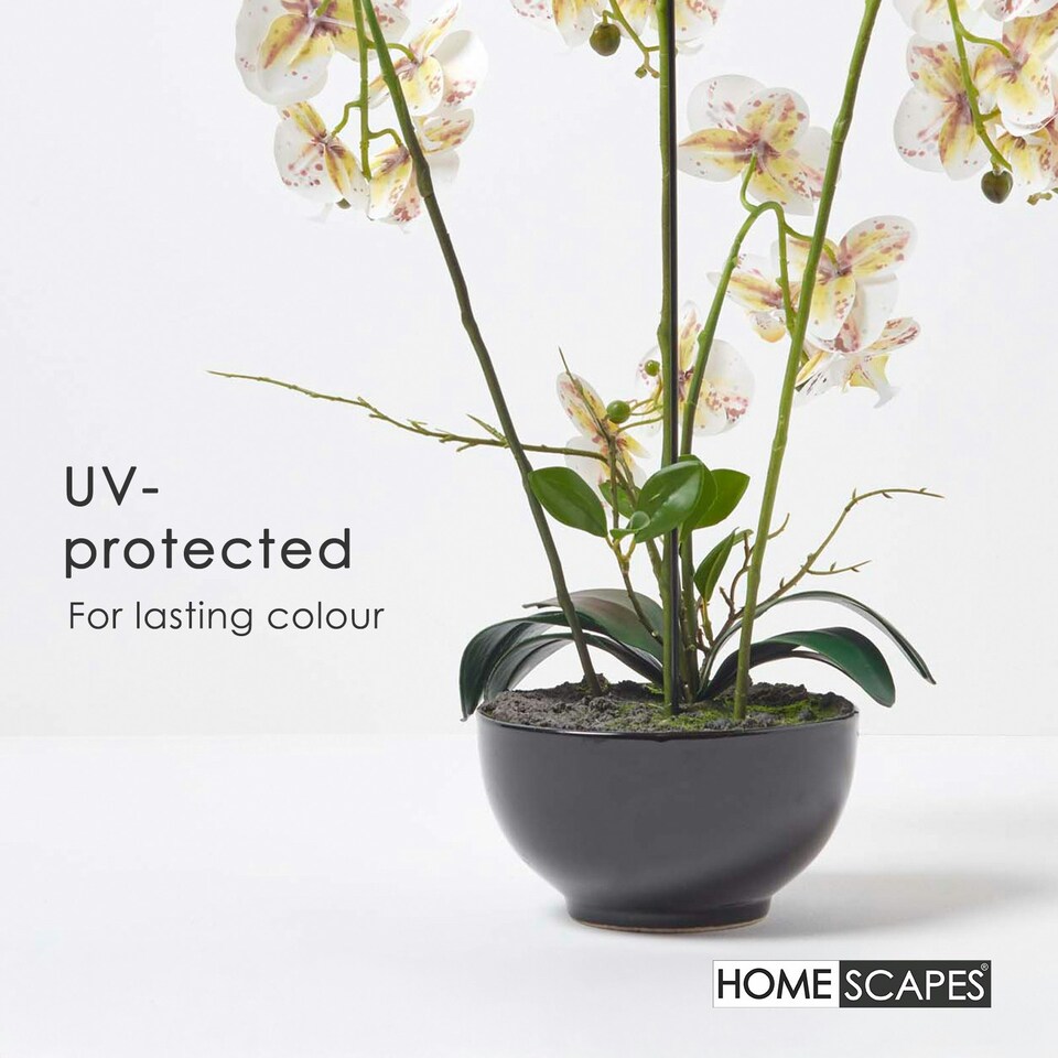 image 1 of Homescapes White Orchid 62 cm Phalaenopsis in Ceramic Pot Extra Large, 5 Stems