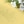 Chelsea Yellow