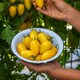 image 3 of Tomato Bliss F1 Half-Hardy Annual Yellow Striped Snackable Fruits 1 Packet x 8 Seeds by Thompson & Morgan