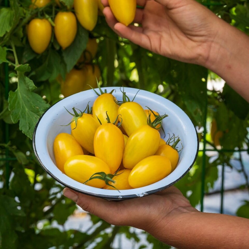 image 1 of Tomato Bliss F1 Half-Hardy Annual Yellow Striped Snackable Fruits 1 Packet x 8 Seeds by Thompson & Morgan