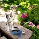 image 2 of Cat & Kitten Litter Tray with Scoop, Food & Water Bowl Set - Open Potty Pan | Black | 1