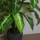 image 5 of Artificial Plant Tree Gold Planter 100cm Aglaonema Leaf | Green | 3ft