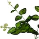 image 2 of Variegated Leaf Spray (Single Stem Flower) - Plastic - L5 x W20 x H62 cm - Green
