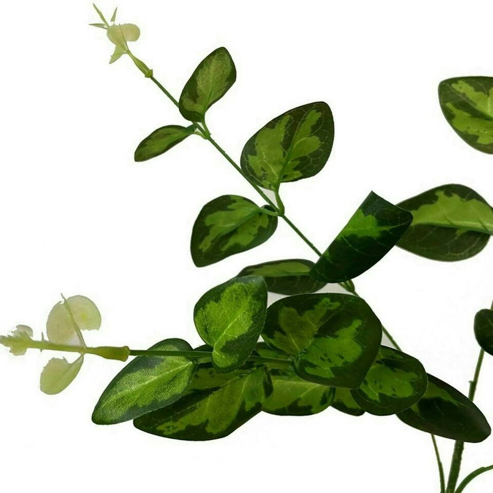 image 1 of Variegated Leaf Spray (Single Stem Flower) - Plastic - L5 x W20 x H62 cm - Green