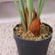 image 5 of Oypla Artificial Monstera Plant 85cm Indoor Outdoor Decoration
