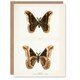 image 1 of Sherman Denton Art Card Promethea Silk Moth Male