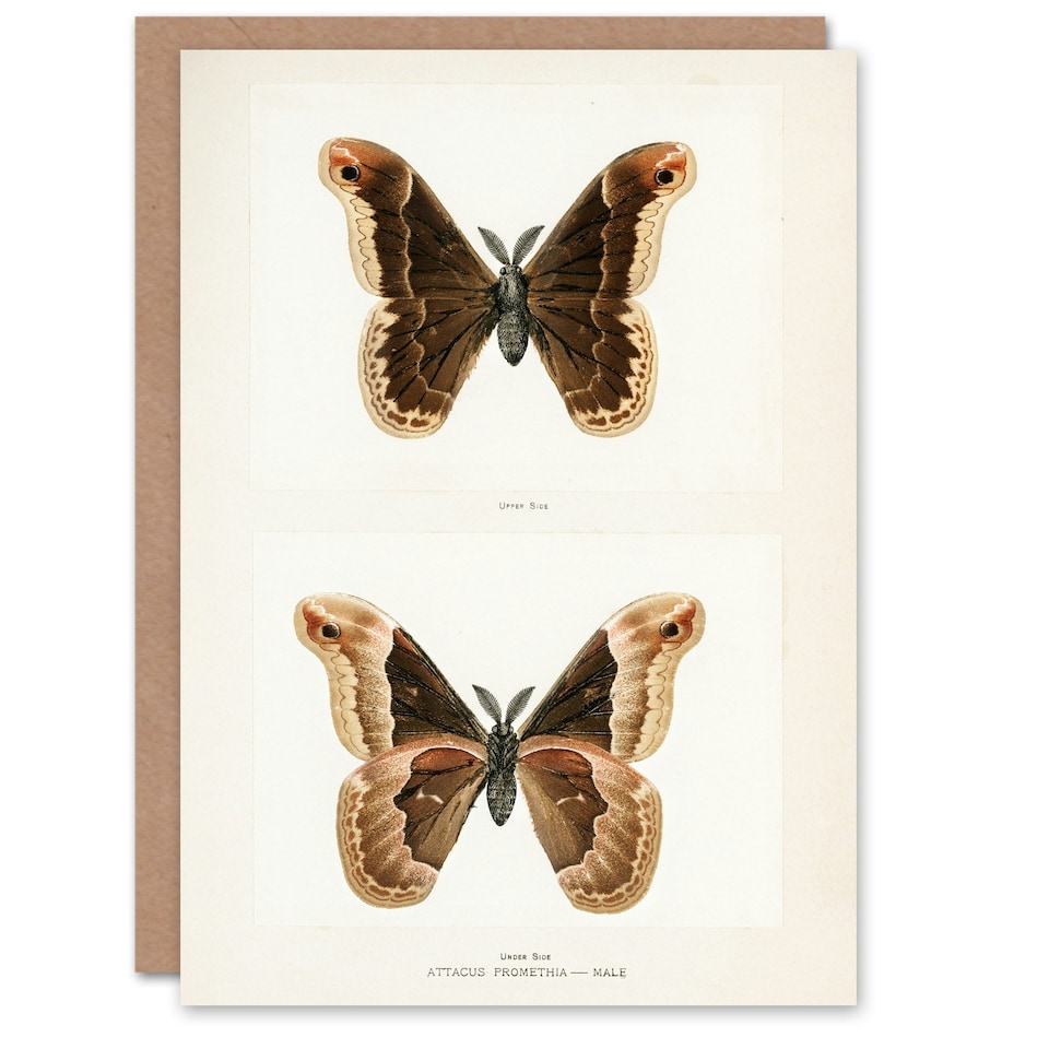 image 1 of Sherman Denton Art Card Promethea Silk Moth Male