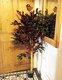 image 5 of Artificial Ficus Tree Plant Capensia Ficus 120cm Realistic Faux Plants Botanik | Red | 4ft