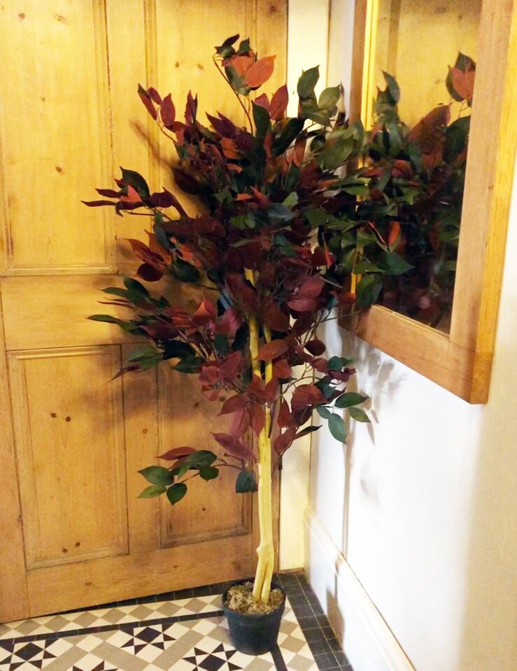 image 1 of Artificial Ficus Tree Plant Capensia Ficus 120cm Realistic Faux Plants Botanik | Red | 4ft