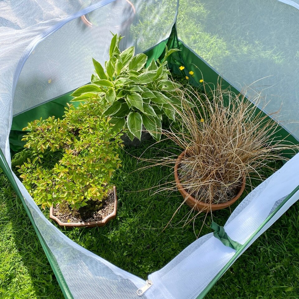 image 1 of GardenSkill Pop Up Insect Net Fruit Cage & Vegetable Protection Cover -  1 x 0.75m H