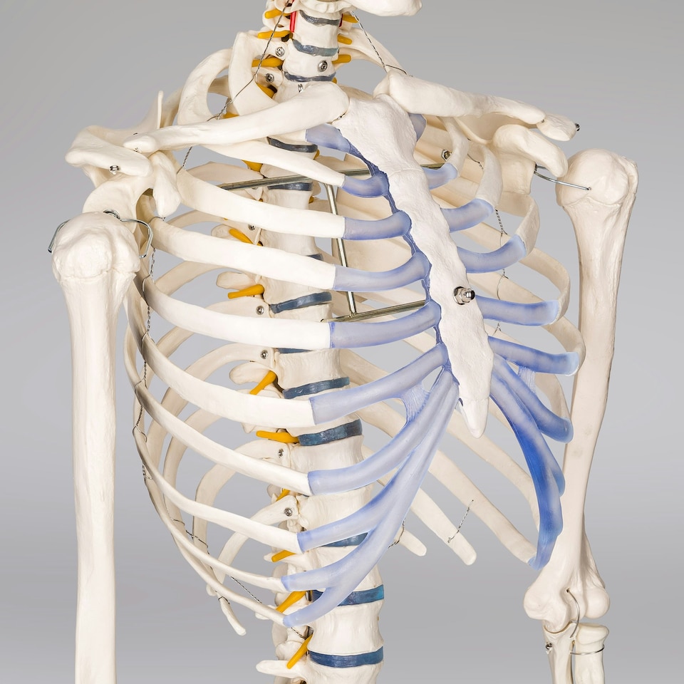 image 1 of Skeleton - life-sized human skeletal system, with mobile stand, anatomy poster