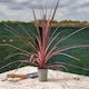 image 6 of Marshalls Garden Cordyline 'Charlie Boy' - 3 x 9cm Potted Plants