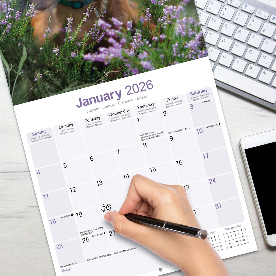 image 1 of Long Haired Dachshund 2026 Calendar | Square Wall Calendar | Dog Breed Gift | Plastic Free Packaging | by Avonside Publishing