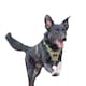 image 2 of Halti Anatomy Dog Harness - Green - M