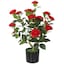 Red Camellia - Selected