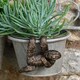 image 3 of Three Toed Sloth Plant Pot Hanger