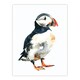 image 3 of Single Puffin Bird Watercolour Portrait Black Framed Wall Art Print A4