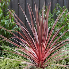 Marshalls Garden Cordyline 'Charlie Boy' Variegated Pink and Burgundy Evergreen Shrub 9cm