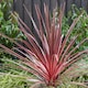 image 1 of Marshalls Garden Cordyline 'Charlie Boy' Variegated Pink and Burgundy Evergreen Shrub 9cm