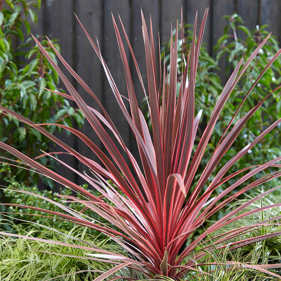image 1 of Marshalls Garden Cordyline 'Charlie Boy' Variegated Pink and Burgundy Evergreen Shrub 9cm