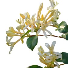 Lonicera japonica Aureoreticulata