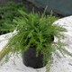 image 9 of Marshalls Garden Achillea 'Summer Berries Mixed' Perennial, 60cm | Multi | Mixed | 9cm Plants