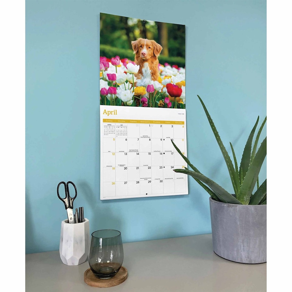 image 1 of Nova Scotia Duck Tolling Retriever Calendar 2026, Wall Calendars, Month To View, Dogs, Gift