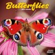 image 1 of Butterflies 2026 Calendar | Square Wall Calendar | Animal Gift | Plastic Free Packaging | by Avonside Publishing
