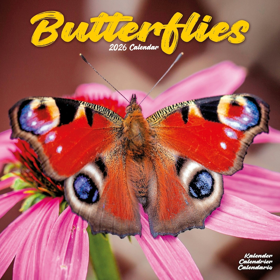 image 1 of Butterflies 2026 Calendar | Square Wall Calendar | Animal Gift | Plastic Free Packaging | by Avonside Publishing