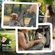 image 6 of PawHut Pet Stroller Pushchair Carrier for Cat Puppy with 3 Wheels Brown